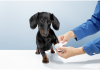 Trusa de prim ajutor a medicului veterinar – ce nu trebuie să lipsească niciodată din ea?
