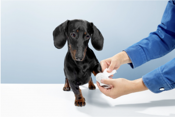 Trusa de prim ajutor a medicului veterinar – ce nu trebuie să lipsească niciodată din ea?