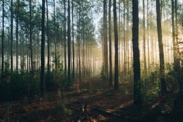 Păduri de lângă București perfecte pentru plimbări în natură