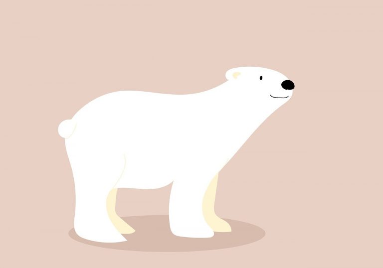 ursul polar