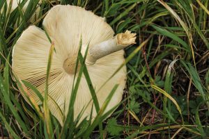 nail fungus