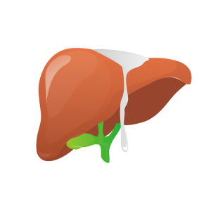 liver