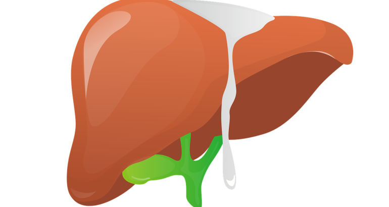 liver