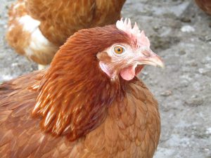 chicken pox