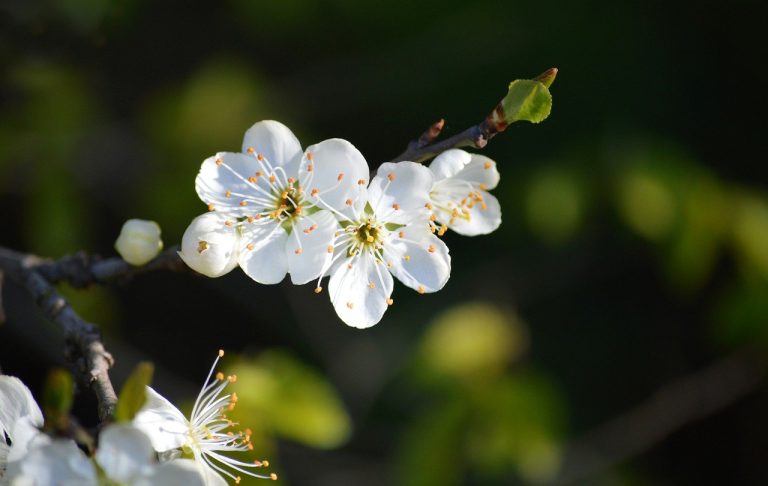 spring