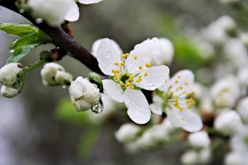 30 de idei de afaceri cu flori la ghiveci