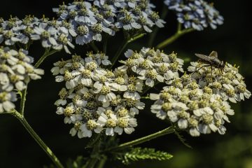 10 metode de tratament pentru viroza respiratorie