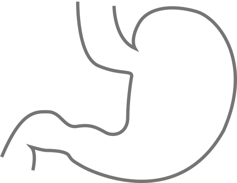 stomach