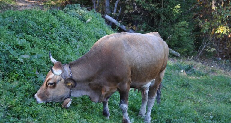 cele mai bune gulere cervicale