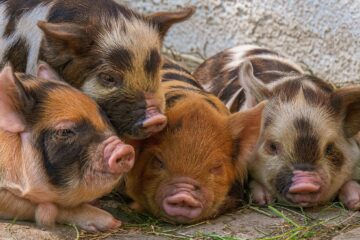 Care sunt cele mai bune rase de porci pentru carne?