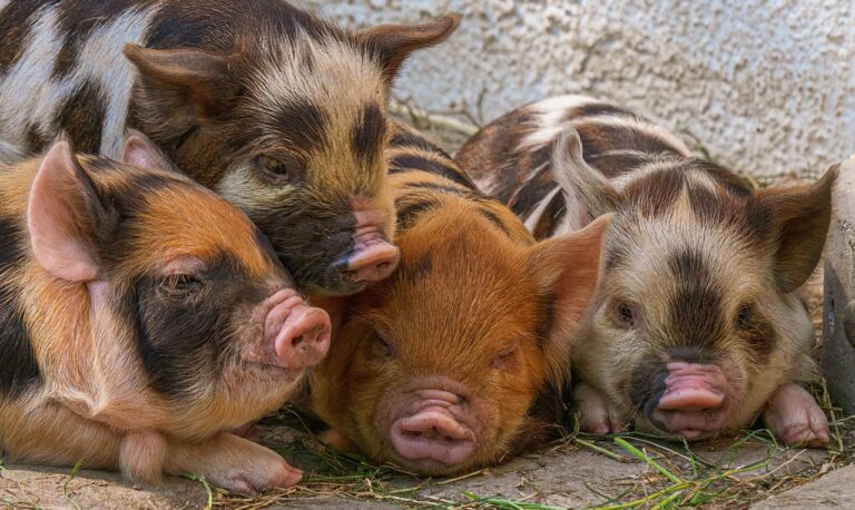 cele mai bune rase de porci pentru carne