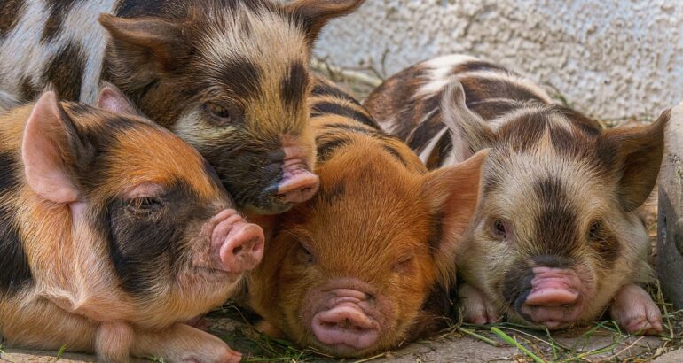 cele mai bune rase de porci pentru carne