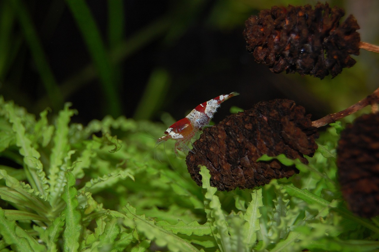 cele mai bune supozitoare antiinflamatoare