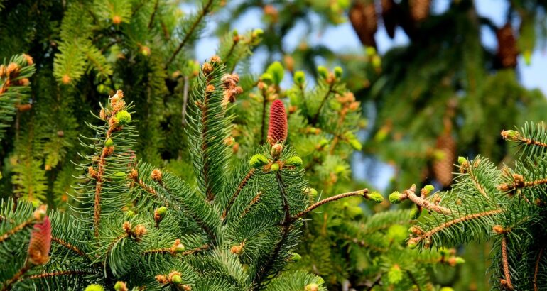 plante verzi iarna in gradina