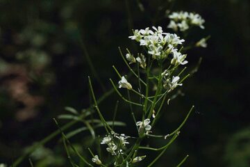 5 pasi pentru plantare hrean in gradina