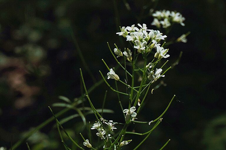 plantare hrean in gradina