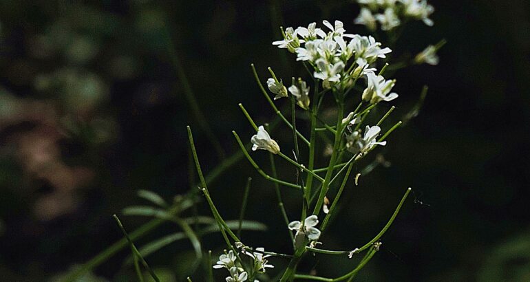 plantare hrean in gradina