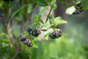 Ghid de plantare aronia in gradina