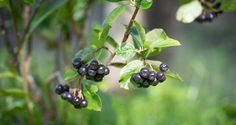 plantare aronia in gradina