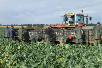 10 sfaturi pentru cultivarea de broccoli in gradina