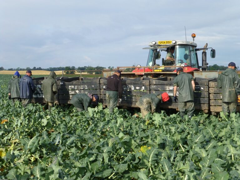 cultivarea broccoli in gradina