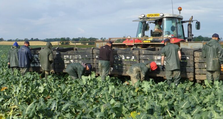 cultivarea broccoli in gradina