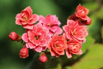 Cum poti planta kalanchoe in gradina