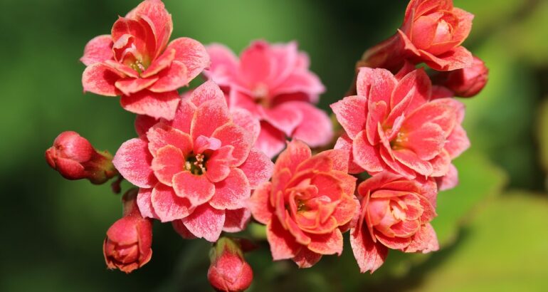 kalanchoe in gradina