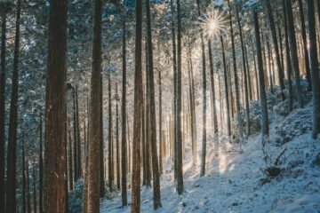 5 exemple de flori de iarna in gradina