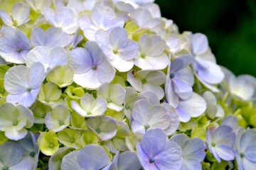 5 sfaturi pentru plantare hortensie in gradina