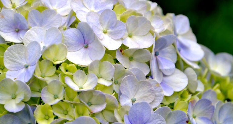 plantare hortensie in gradina