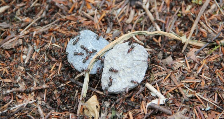 combatere furnici in gradina