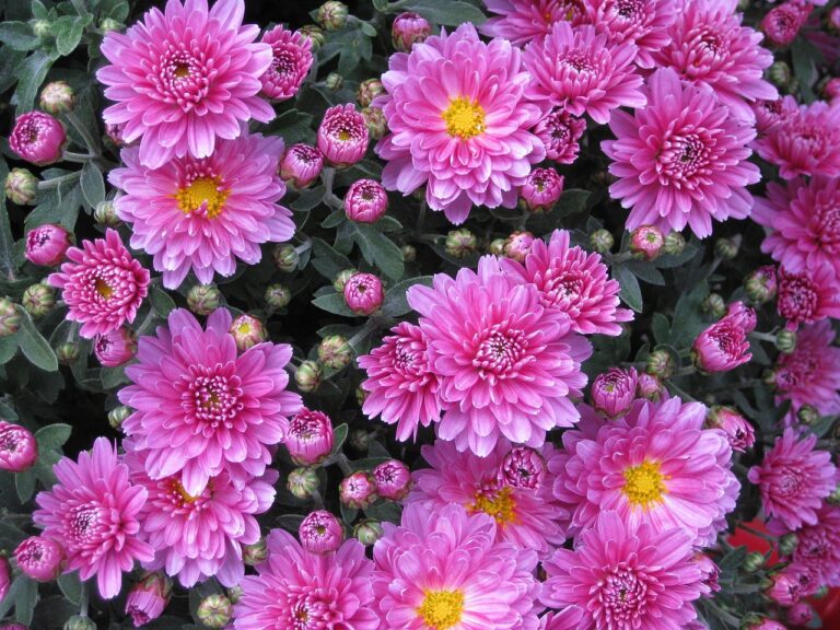 inmultirea crizantemelor