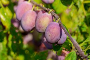 stropirea prunilor in floare