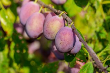 5 sfaturi pentru stropirea prunilor in floare