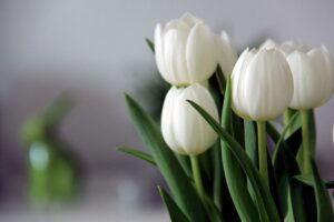 cand se planteaza lalelele in gradina