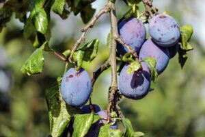 scheme de plantare pruni