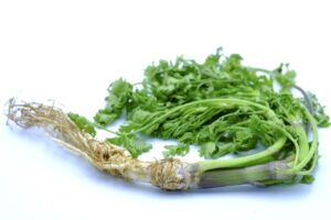 coriandru plantare si ingrijire