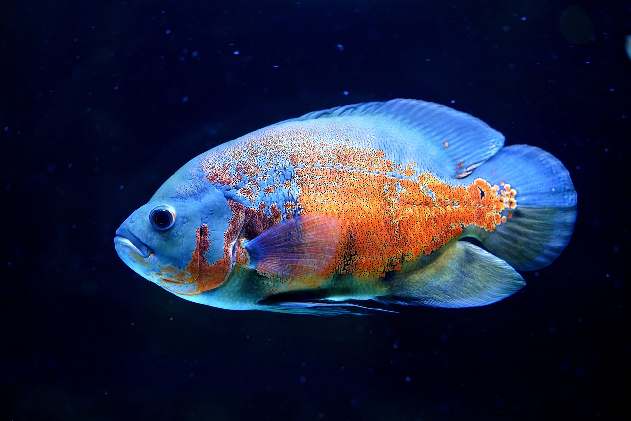 nikolaj coster-waldau