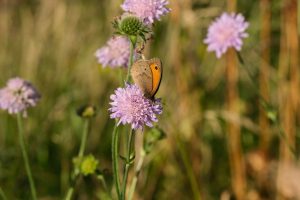 distributia din the beekeeper: razbunare iminenta