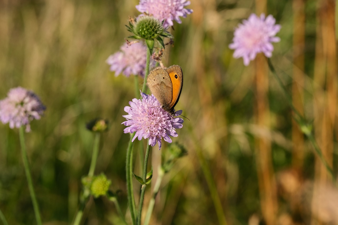 distributia din the beekeeper: razbunare iminenta