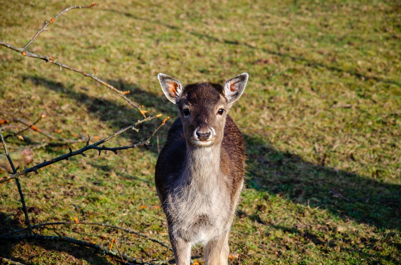 robert de niro tanar
