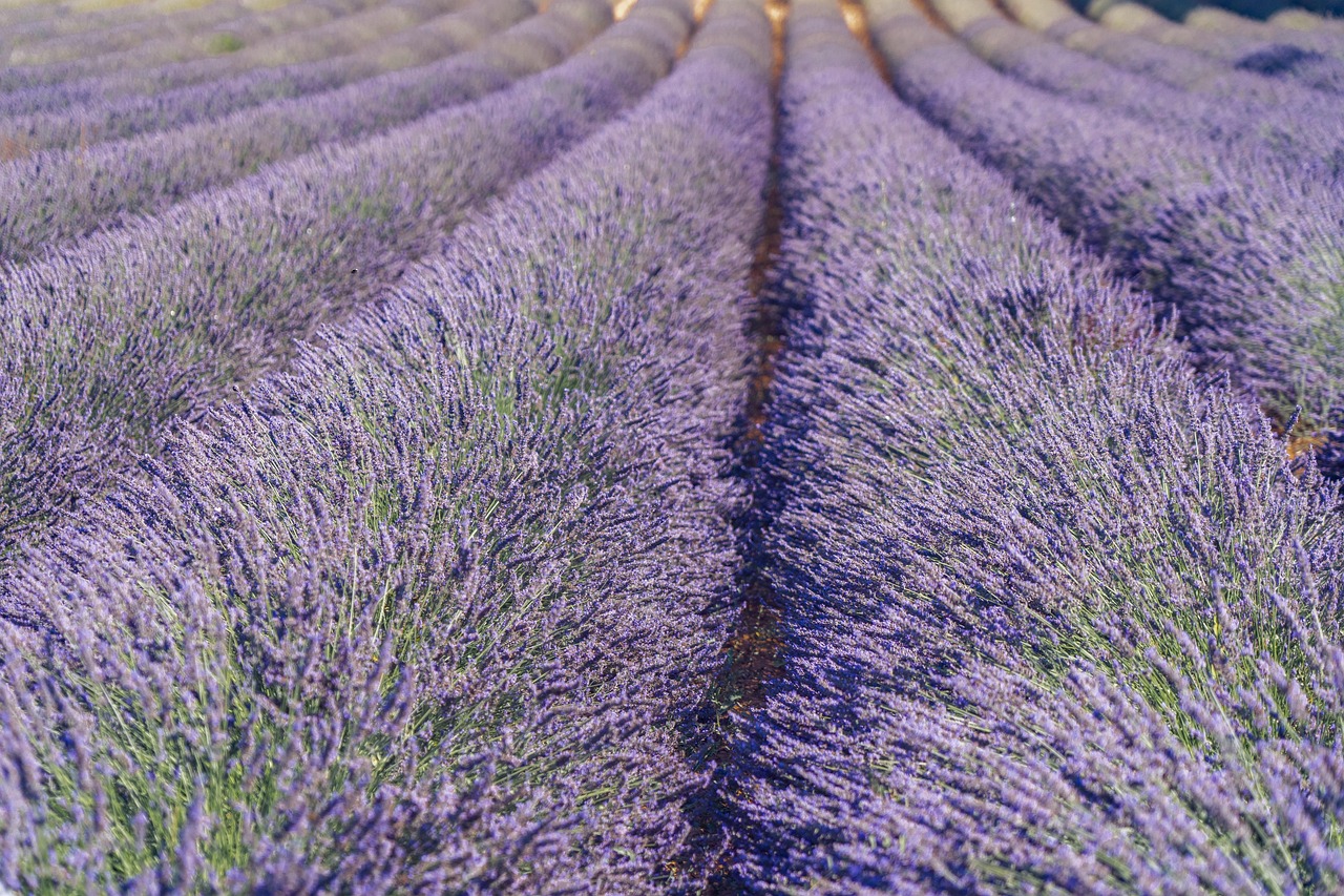 iubire cu parfum de lavanda actori